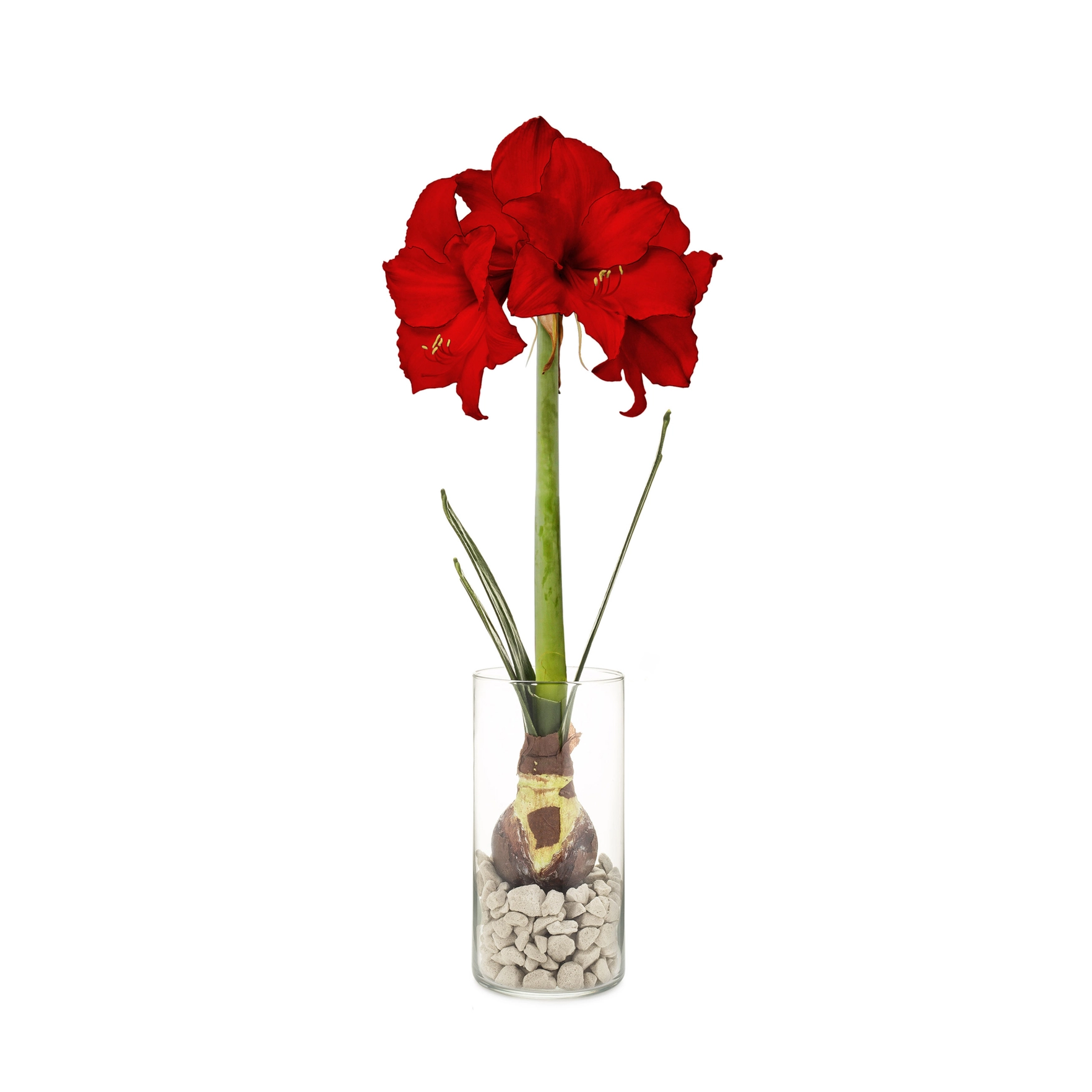 The Winter Bulb Kit - Image 3